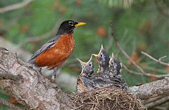 American Robin